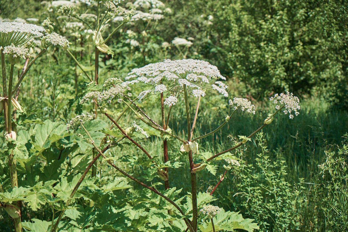 Giant Hogweed invasion